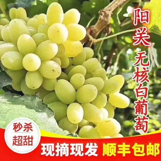 敦煌市无核白葡萄酒