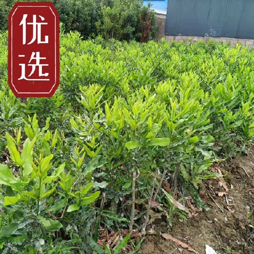 景东县夏威夷果苗  澳洲坚果苗，澳洲坚果嫁接苗，桂热一号