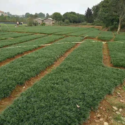 玉龙草矮麦冬基地批发