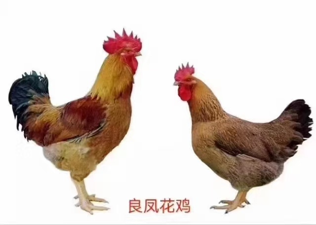 南宁良凤花鸡苗  快大型 良凤花肉鸡苗，厂家直销质量保证包打疫苗