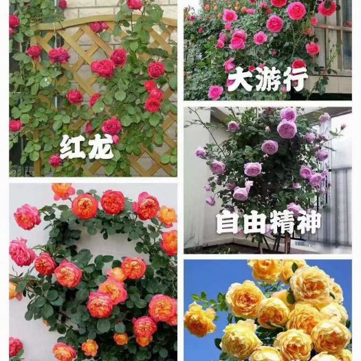 昆明欧月爬藤月季 袋苗 质量好 可用于园林工程绿化 全国都可发货