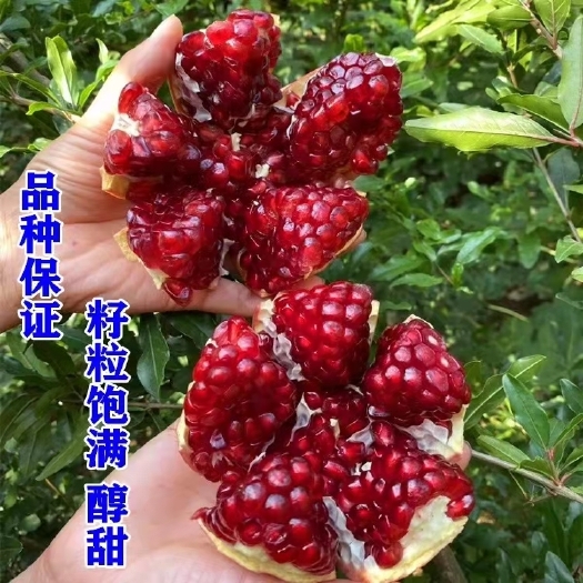 北京石榴树树苗特大突尼斯软籽石榴苗盆栽带土南北当年结果石榴苗庭院