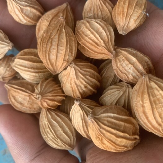 兴仁市香砂仁，自然风干或晒干，保持砂仁原来的味道