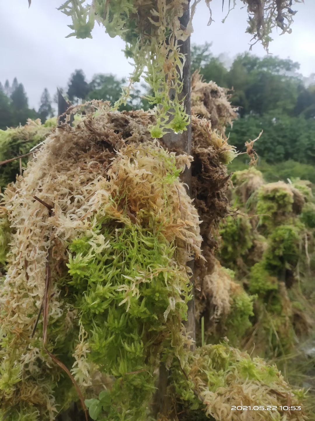 大量供应水苔，海花草，干货，大叶水苔，海花草，兰花种植水苔藓