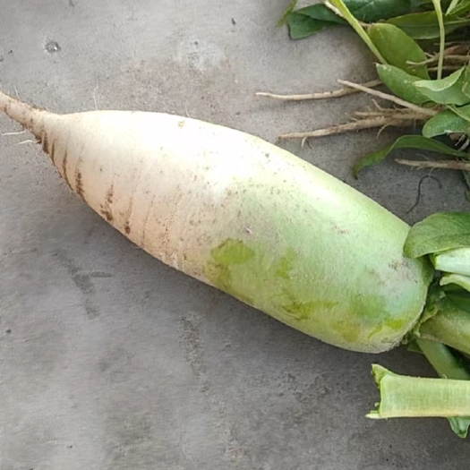 大荔县脆甜营养