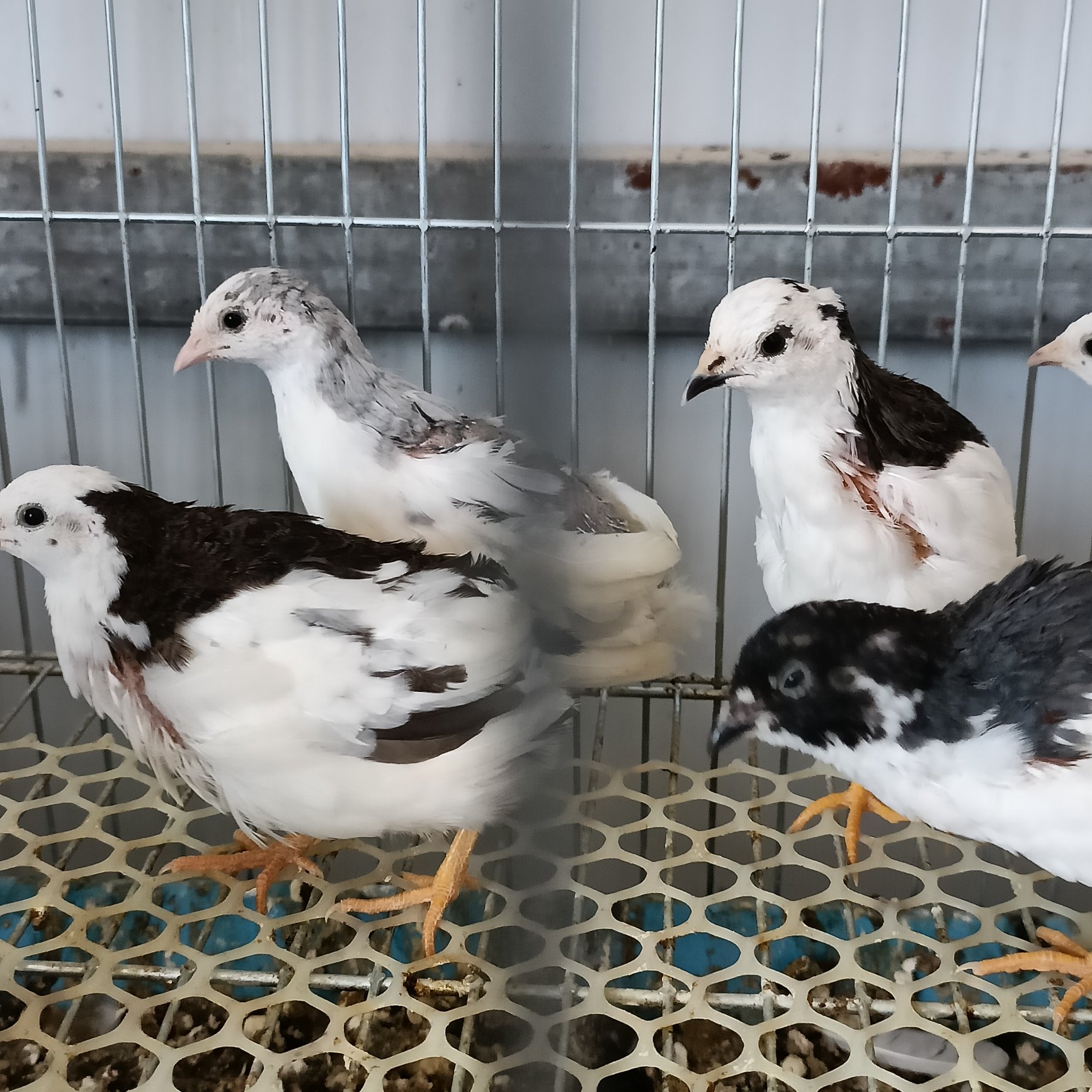 铜川芦丁鸡种蛋，德国变异，礼服，瓦灰，纯白，三种混装养殖基地直供