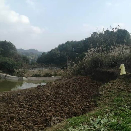 重庆市巴南安澜镇100多亩的菜地，可种花木，