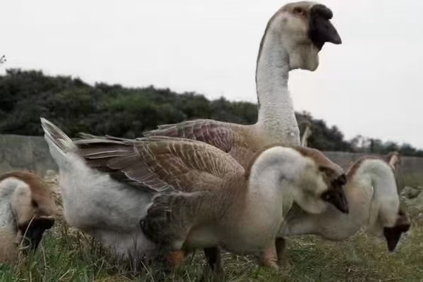 南宁纯种汕狮头狮鹅苗合浦狮头鹅苗白鹅苗质量保证，包打疫苗诚信经营