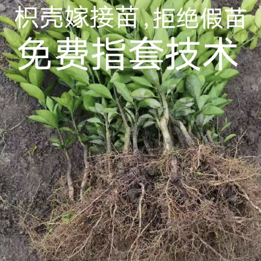 乐山枳壳苗嫁接枳壳苗保湿发货根系发达鲜苗保湿发货