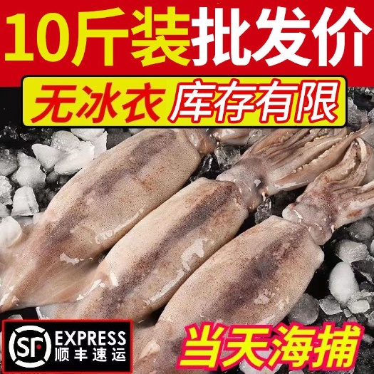 连云港鱿鱼鲜活冷冻新鲜超大鱿鱼尤鱼整只海捕船冻烧烤铁板海鲜水产包邮