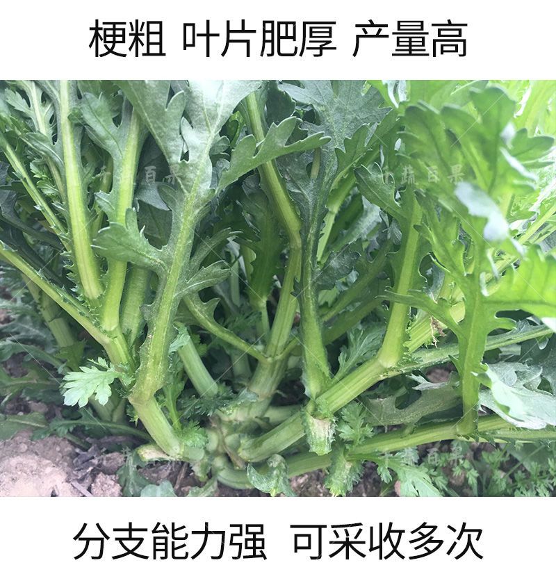 小叶茼蒿菜籽种高产盆栽农家青菜蔬菜种孑皇帝菜种大叶蓬蒿菜种子