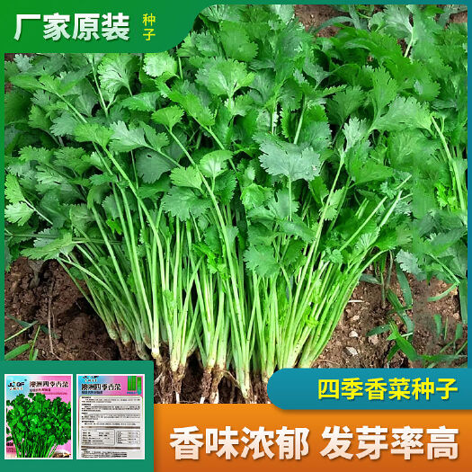 邵东市四季香菜种子原装易种耐热老品种室内阳台盆栽香菜籽高产蔬菜种子