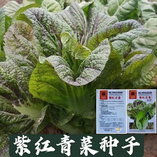 邵东市紫红青菜种子红筋青菜四川芥菜种孑宽帮青菜腌制泡酸菜秋季蔬菜籽