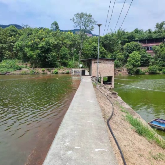 重庆市巴南惠民40亩鱼塘出租