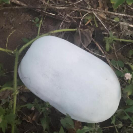 商水县白皮冬瓜