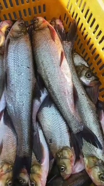 澧县【鲜达】翘嘴白鱼2-3斤，天天发货全国物流配送次日到达。