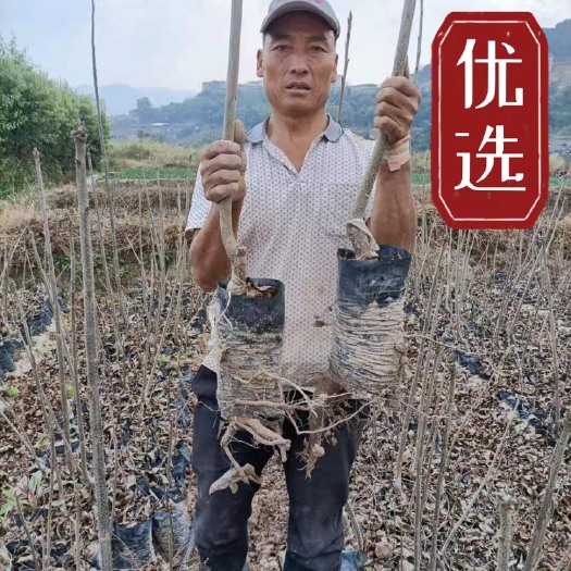 碧根果苗  山核桃苗，薄壳山核桃苗，美国山核桃苗，美国山核桃