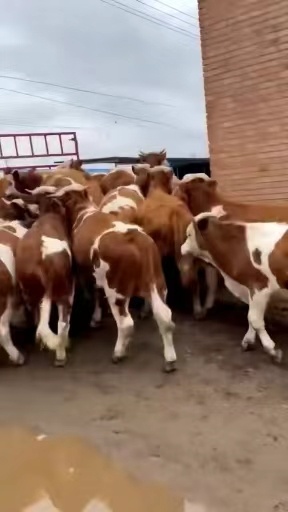 靖西市肉牛基地现售大小肉牛犊
