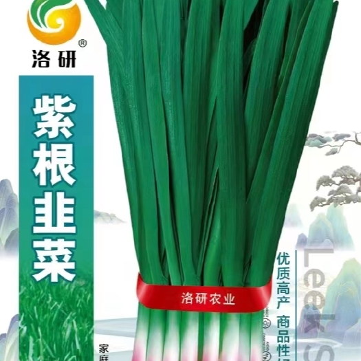郑州紫根韭菜分蘖力强香味浓口感好蔬菜种籽优质家庭种菜
