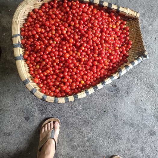 惠水县贵州小番茄糖份低