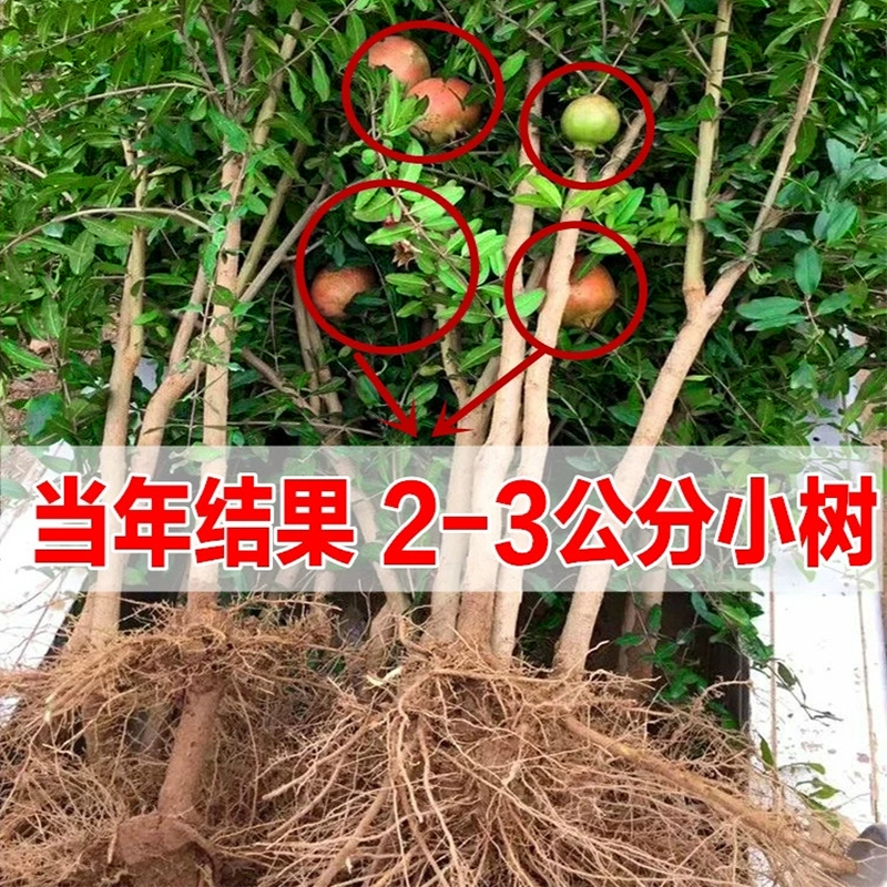 石榴树树苗特大突尼斯软籽石榴苗盆栽带土南北当年结果石榴苗庭院