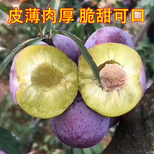 苍溪县五月脆李苗 基地现挖现发货五月李子苗 ，早熟品种，南北方都可