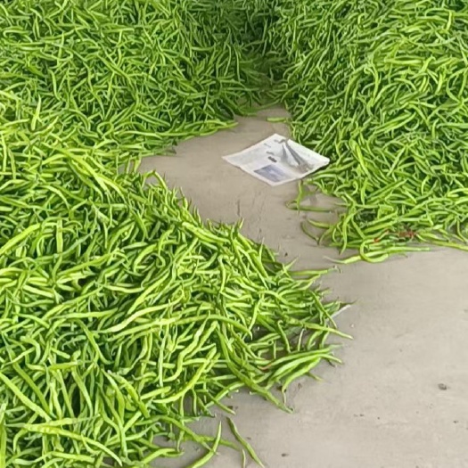 渭南陕西辣椒大量上市 各种18公分到25公分 有需要的客商提前联