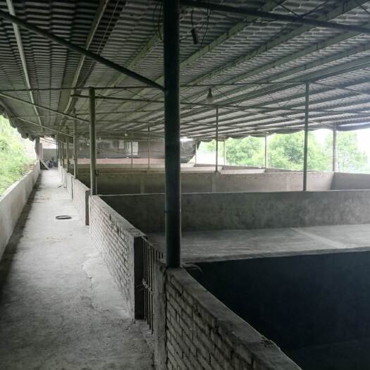 重庆市巴南800平养猪场