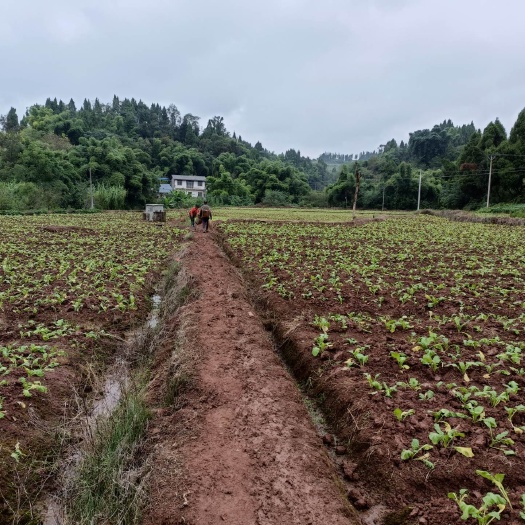 重庆市荣昌 61亩蔬菜基地
