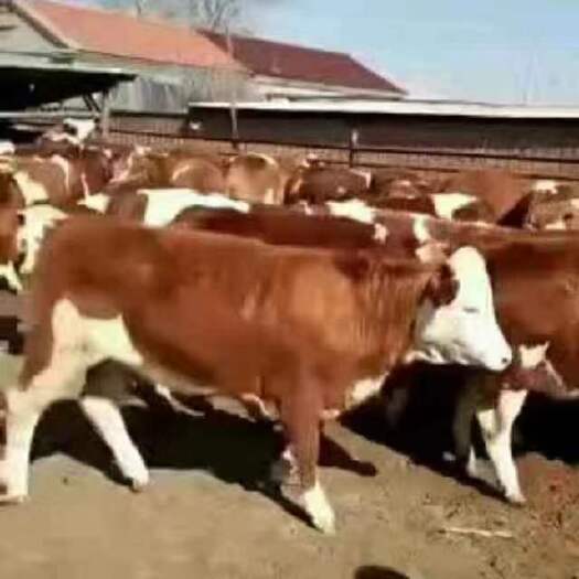 郧西县肉牛基地现售大小肉牛犊好品种