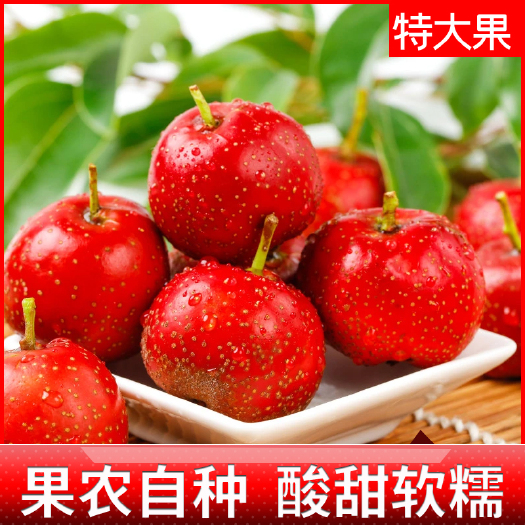 晋州市山楂批发大金星棉球五陵七月红各种