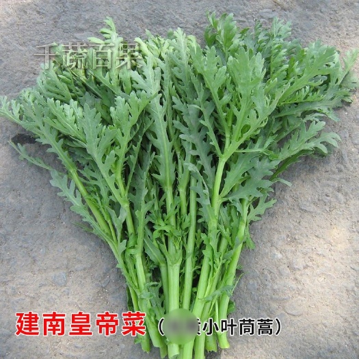 广州小叶茼蒿菜籽种高产盆栽农家青菜蔬菜种孑皇帝菜种大叶蓬蒿菜种子