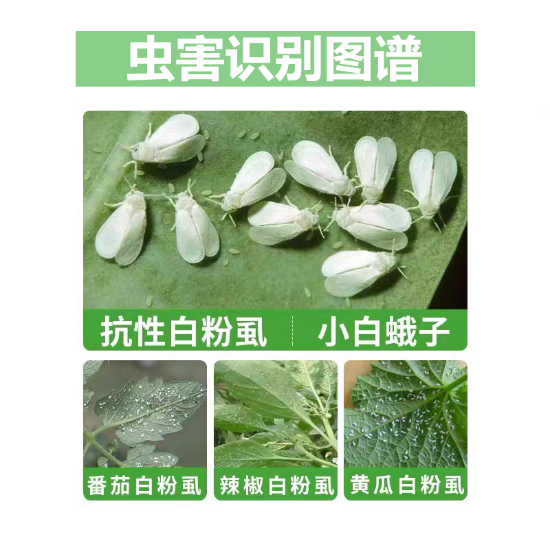 白粉虱组合专用药烯啶虫胺呋虫胺抗性白粉虱白飞虱蚜虫200毫升