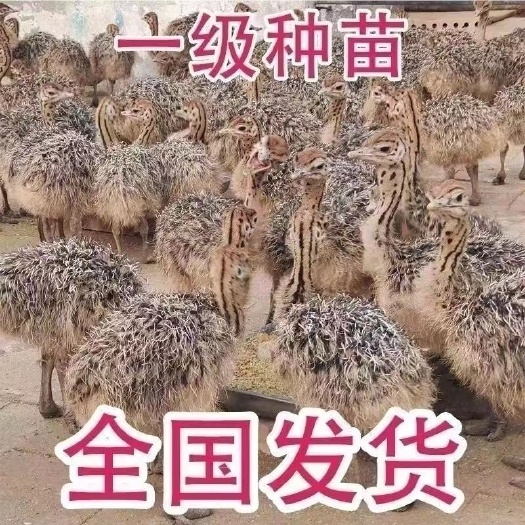 郓城县【鸵鸟一对热销】鸵鸟活苗幼苗非洲鸵鸟苗活体幼崽脱温苗全国发货