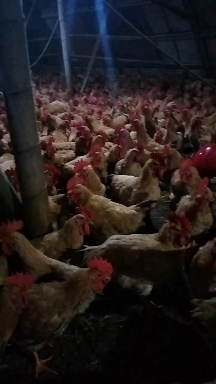温州三黄鸡