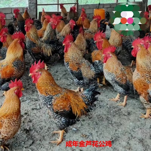 南宁芦花鸡苗  特大型金芦花鸡脱温苗三两以上质量保证，价格优惠
