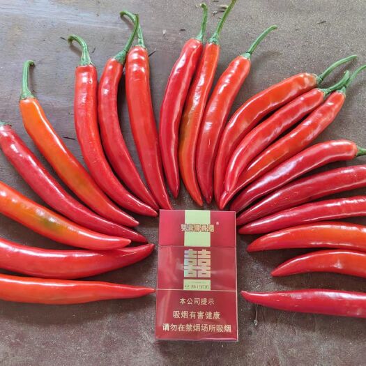 雷州市〖优选〗新鲜全红辣椒基地，诚信经营全国发货艳红美人椒海花红