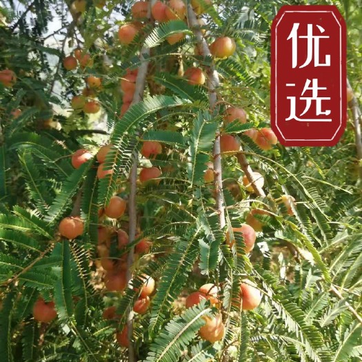 景东县橄榄苗，余甘子嫁接苗，余甘果嫁接苗，袋苗，大量供应，基地直供