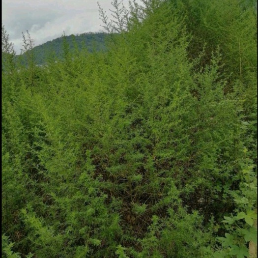 祁阳市青蒿
