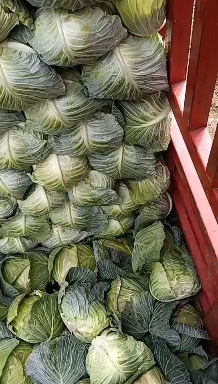 绵阳甘蓝