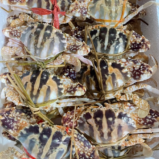 北海红花蟹