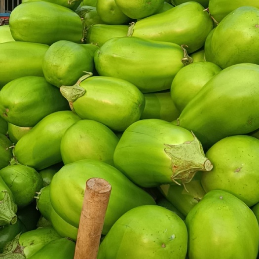 青茄子，无籽，量大从优