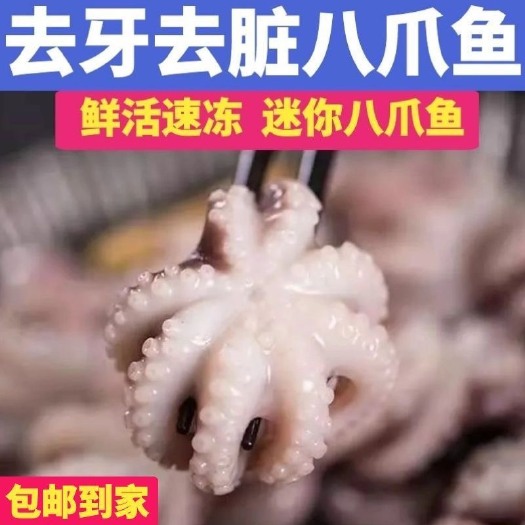 长沙鲜活速冻八爪鱼新鲜海捕八爪鱼网红迷你八爪鱼火锅食材八爪鱼章鱼