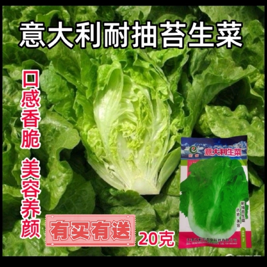 西安蓟宏意大利耐抽苔生菜种子蔬菜种孑种籽半结球耐寒耐抽苔四季春