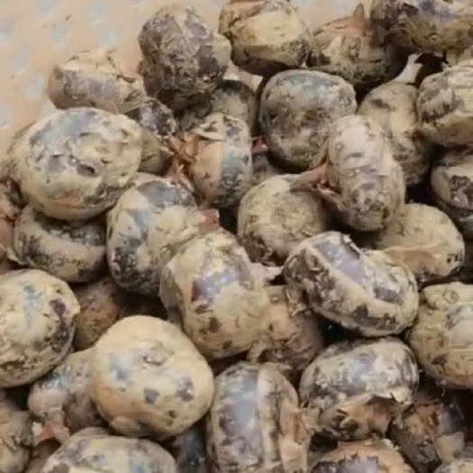 江门马蹄