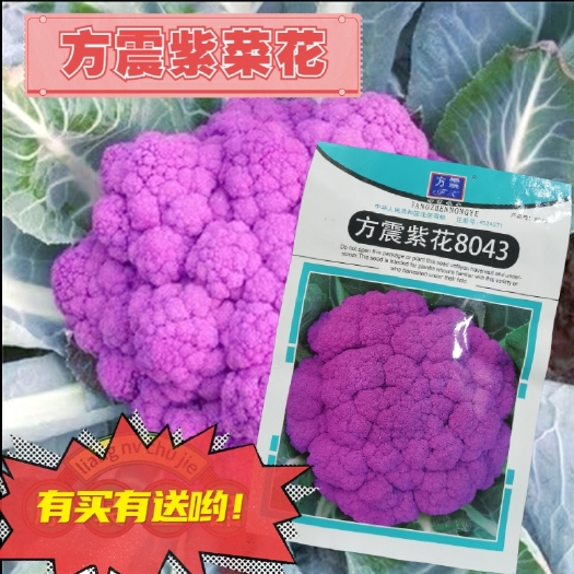 花椰菜种子  花椰菜种籽紫花菜种子春秋季特色福农80天紫色菜