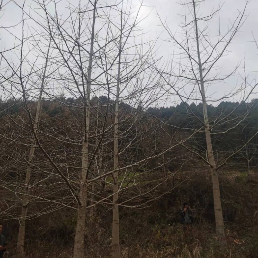 陇南木材
