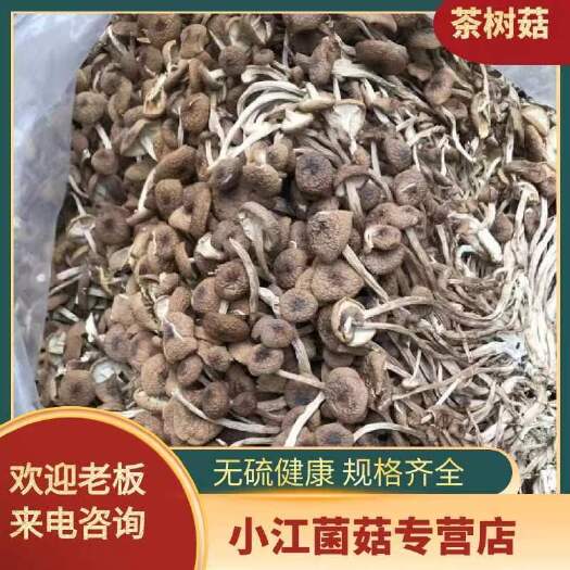 中牟县精选福建茶树菇开伞不开伞  中粗细规格齐全