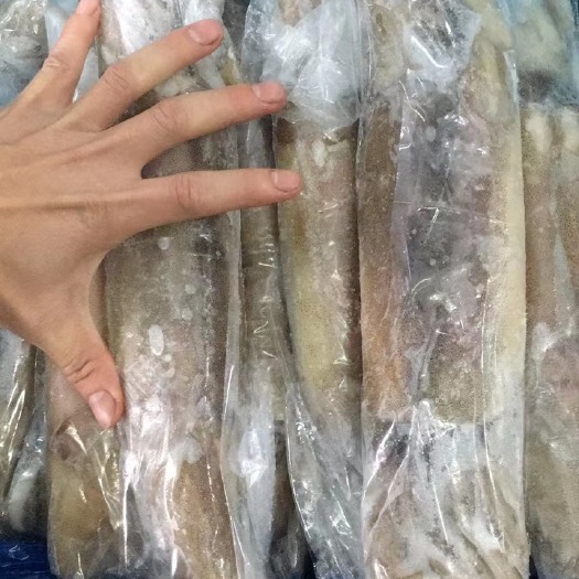深圳鱿鱼单冻