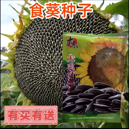 西安大志食葵种子食用向日葵种子四季播大瓜籽 盆栽蔬菜葵花籽高产